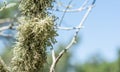 Green lichens on the branch of an tree