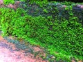 Green lichens grow and expand on orange brick staircase in the rain season.