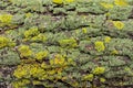 Green lichens on natural tree bark close-up