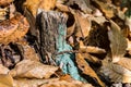 Green lichens on a trunk in a chestnut wood