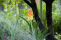 Green life. water for flower of knofofiya flowerbed. Kniphofia flower. villatic holiday season, suburban. watering summer garden. Royalty Free Stock Photo