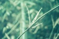 Green light bokeh and bammboo branches with dew drops