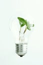 Green light bulb Royalty Free Stock Photo