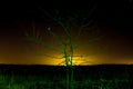 Green light lonely tree Royalty Free Stock Photo