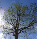 Lifecycle of trees - seasonal transformation after winter season - Paris, France