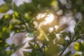 Green lilac in a beautiful sunlight