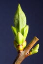 Green lilac bush buds