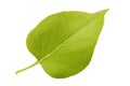Green lilac leaf isolated on white background Royalty Free Stock Photo