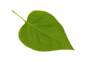 Green lilac leaf on white Royalty Free Stock Photo