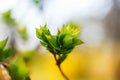 Green lilac leaves