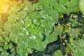 Green lilly pad`s cover the surface of a pond Royalty Free Stock Photo