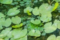 Green lilly pads cover the surface of a pond Royalty Free Stock Photo