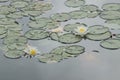 Green lilly pads with two white flowers with yelloy centers on d