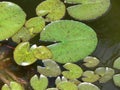 Green Lilly Pads in Water Royalty Free Stock Photo