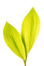 Green lily leafs isolated on white Royalty Free Stock Photo