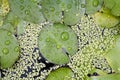 A lot of lily leaves in the water and duckweed.