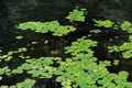 Green Lily Pads in water Royalty Free Stock Photo