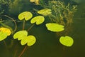 Green lily pads floating in blue clear water pond