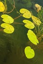 Green lily pads floating in blue clear water pond Royalty Free Stock Photo