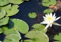 White water Lotus lily flower to the center right. Royalty Free Stock Photo