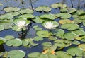 Two white water Lotus lily flowers Royalty Free Stock Photo