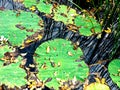 Green Lily Pads with Grasses Royalty Free Stock Photo