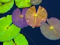 Green lily pads, Kauai