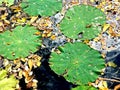 Green Lily Pads with Leaves in Water Royalty Free Stock Photo