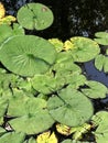 Green lily pads on pond at nature center Royalty Free Stock Photo