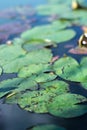 Green lily plants on an autumn pond. Royalty Free Stock Photo