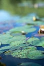 Green lily plants on an autumn pond. Royalty Free Stock Photo