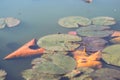 Green lily plants on an autumn pond. Royalty Free Stock Photo