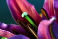 Green Lily Stamen