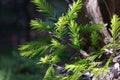 Green Limbs and Tree Branches Royalty Free Stock Photo