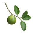 Green lime a citrus fruit with lime leaves on tree branch twig isolated on white background, clipping path included