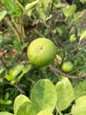 green lime growing on a tree in nature garden Royalty Free Stock Photo