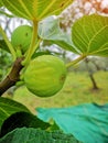 Green lime grows on a tree around the leaves