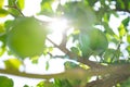 Green lime hanging on a branch in the sun rays. Lime tree in the garden. Citrus. Closeup