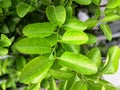 Green lime leaves on the tree Royalty Free Stock Photo