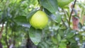 Green lime, Green lemon with water droplets hanging on tree Royalty Free Stock Photo