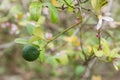 Green lime with pink and white flowers on tree in the garden Royalty Free Stock Photo