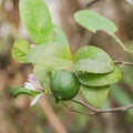 Green lime with pink and white flowers on tree in the garden Royalty Free Stock Photo