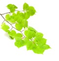 Green lime tree branch Royalty Free Stock Photo