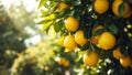 Green Lime Tree Branch Loaded With Bright Yellow Limes Under Soft Sunlight Royalty Free Stock Photo