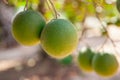 Green limes on a branch Royalty Free Stock Photo