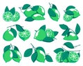 Green limes. Cartoon citrus fruits with leaves, sour organic citric fruit slices whole and half pieces with zest. Vector