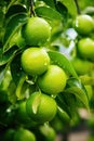 green limes growing on tree, citrus garden, Generative AI Royalty Free Stock Photo