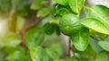 Green limes hanging on a tree in the garden. Lemon fruit with vitamin C high, the lemon juice is a popular water lime for drinking