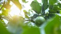 Green limes hanging on a tree in the garden. Lemon fruit with vitamin C high, the lemon juice is a popular water lime for drinking