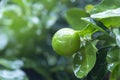 Green limes hanging on a tree in the garden. Lemon fruit with vitamin C high, the lemon juice is a popular water lime for drinking